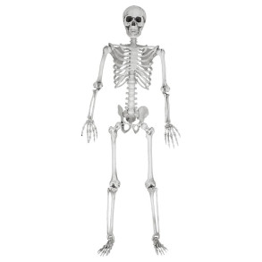 Esqueleto de Tamaño Real - 170 cm