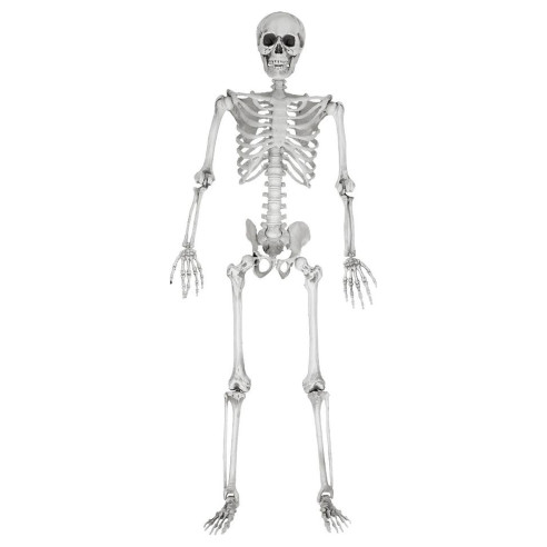 Esqueleto de Tamaño Real - 170 cm