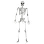 Esqueleto de Tamaño Real - 170 cm